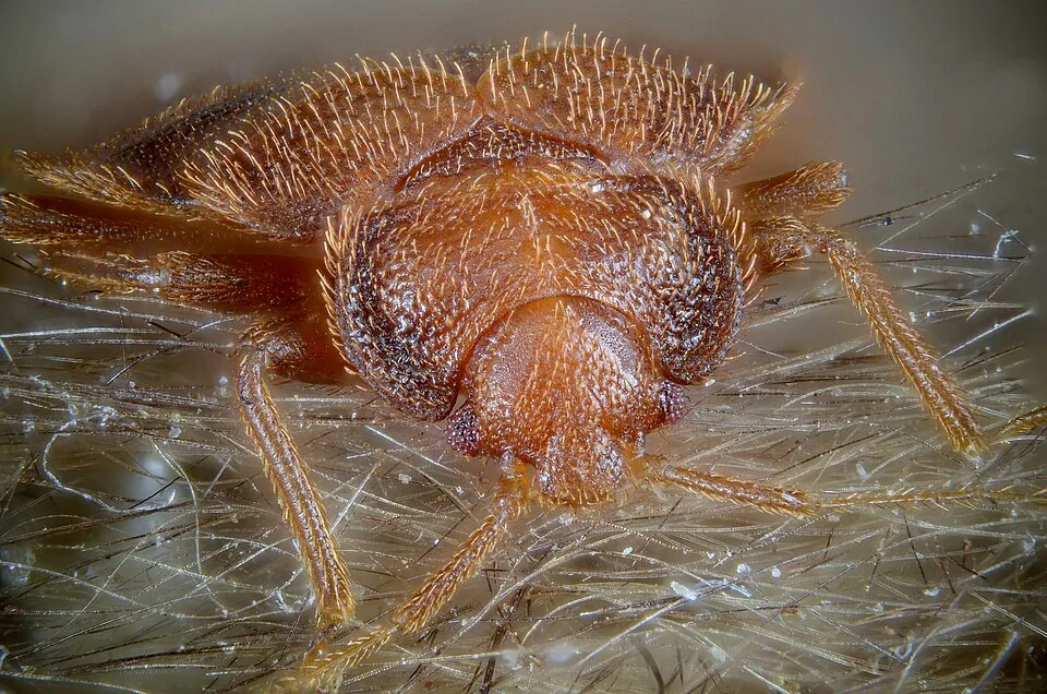 Постельный клоп Cimex lectularius — основной вид в квартирах