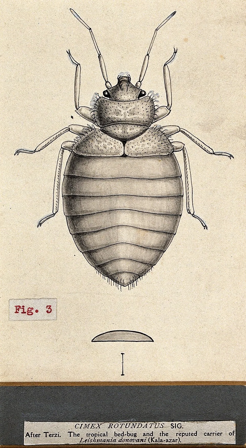 Тропический клоп Cimex hemipterus (рисунок Wellcome Collection)
